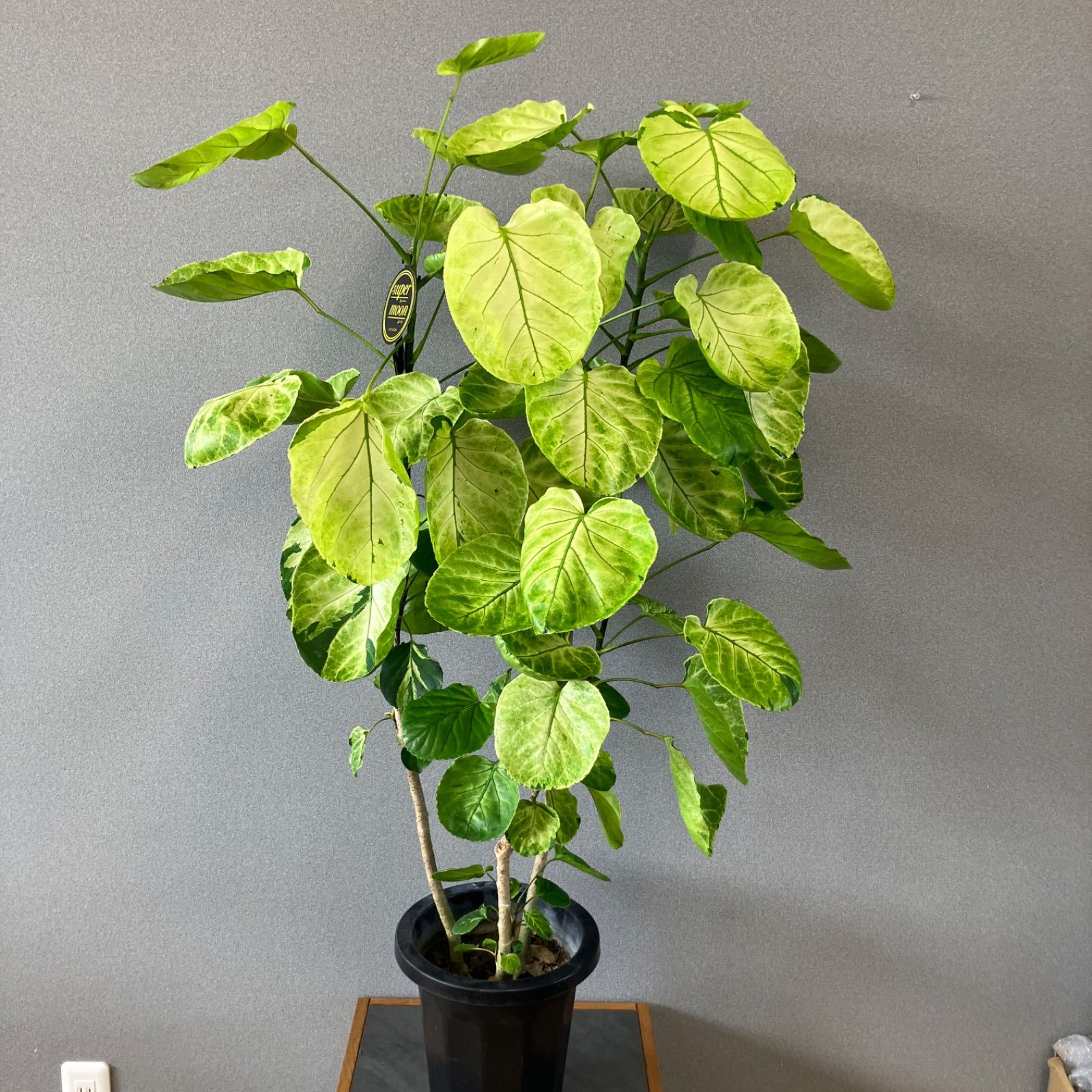 超希少❗️交配種❗️チランジア メアリーZ チアペンシス×ローランド