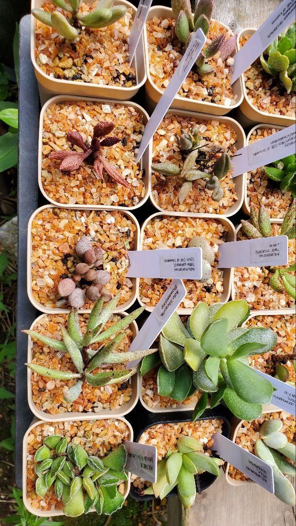 60種類以上セット 抜き苗