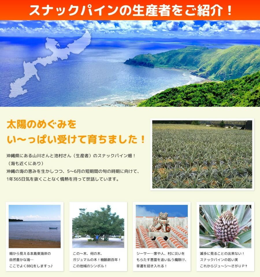 約20.0kg 安心保証付