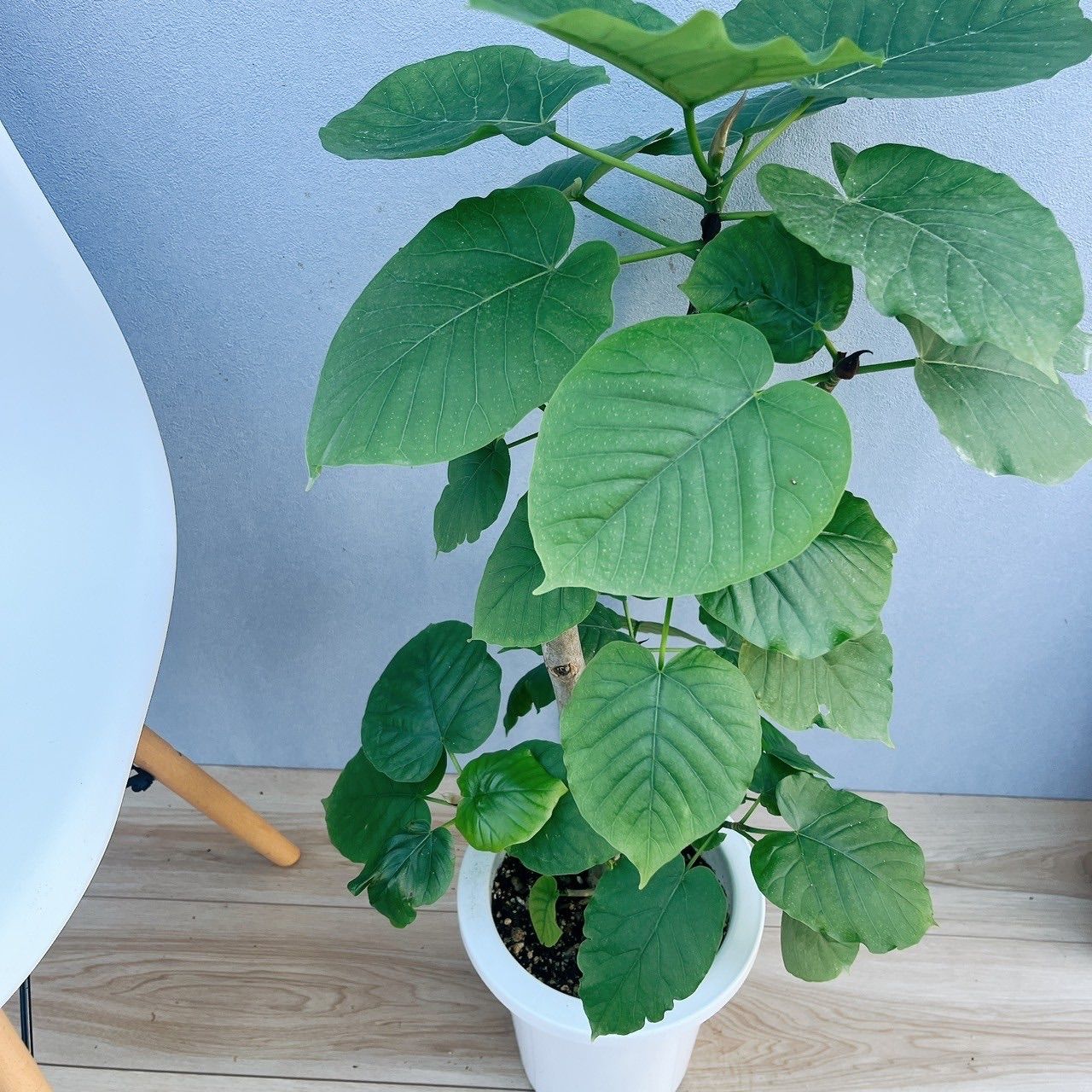現品］※売約済※ 31番 フィカス ウンベラータ 7号 観葉植物 室内 ゴムの 