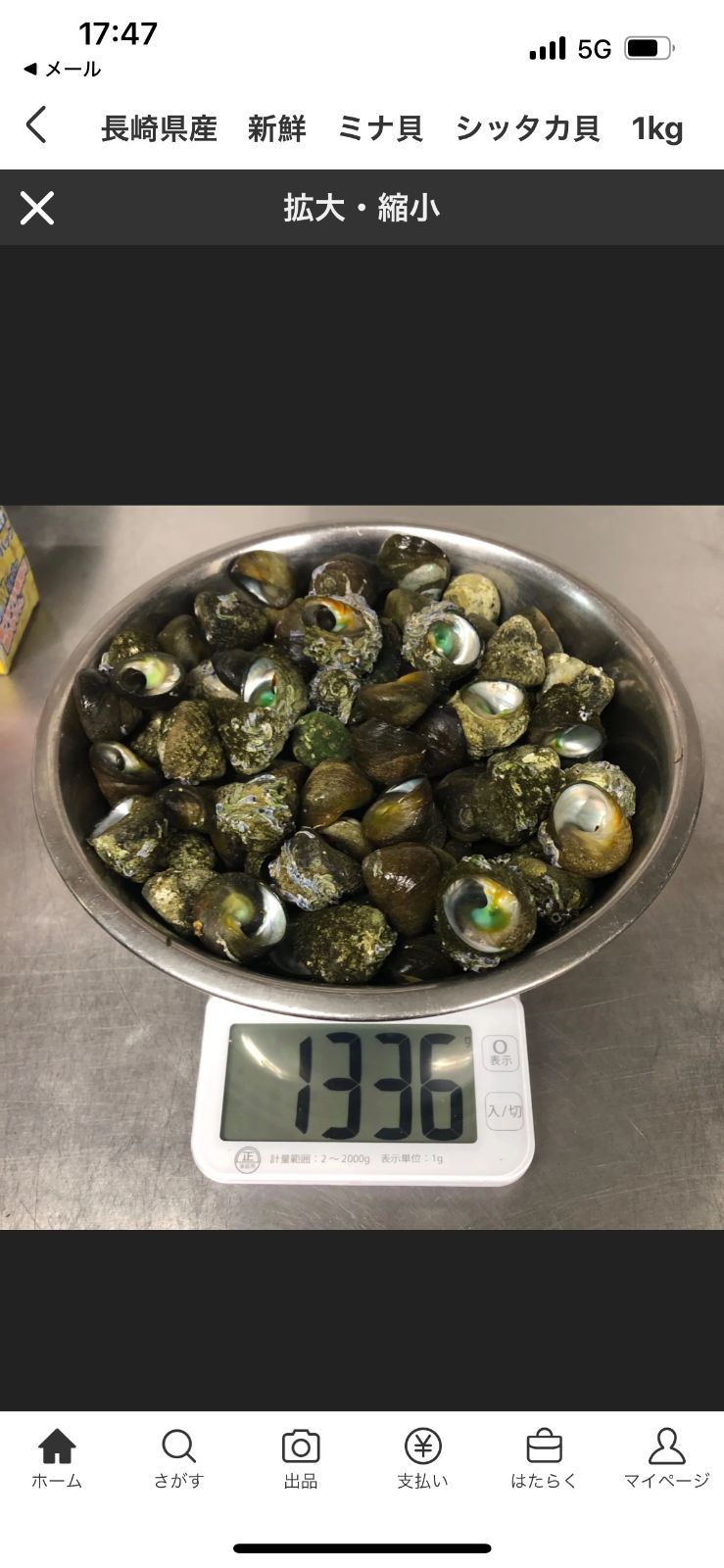 長崎県産朝どり、新鮮ミナ貝、シッタカ貝1ｋｇセット