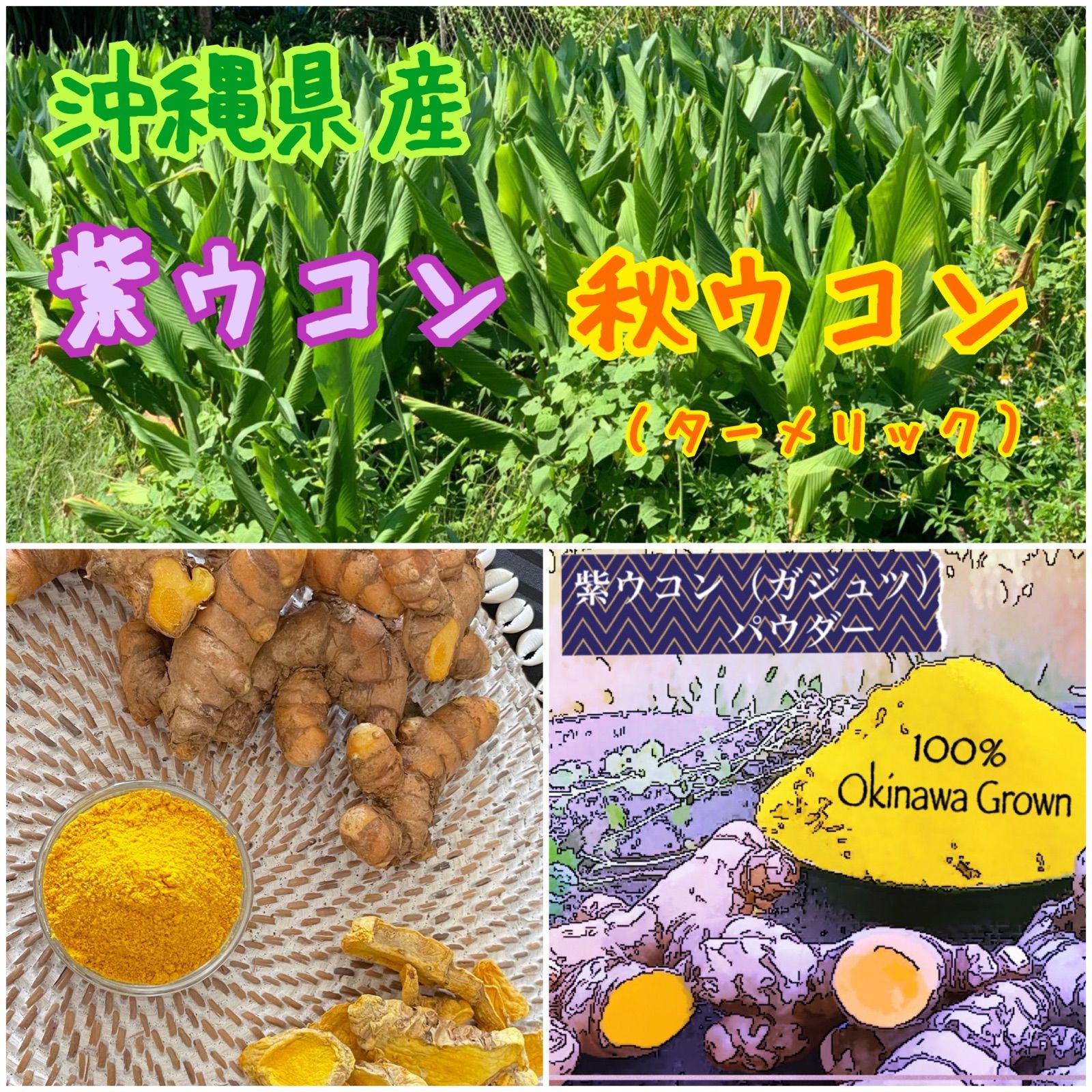 沖縄県産 紫ウコン（ガジュツ）パウダー 10g - 野菜