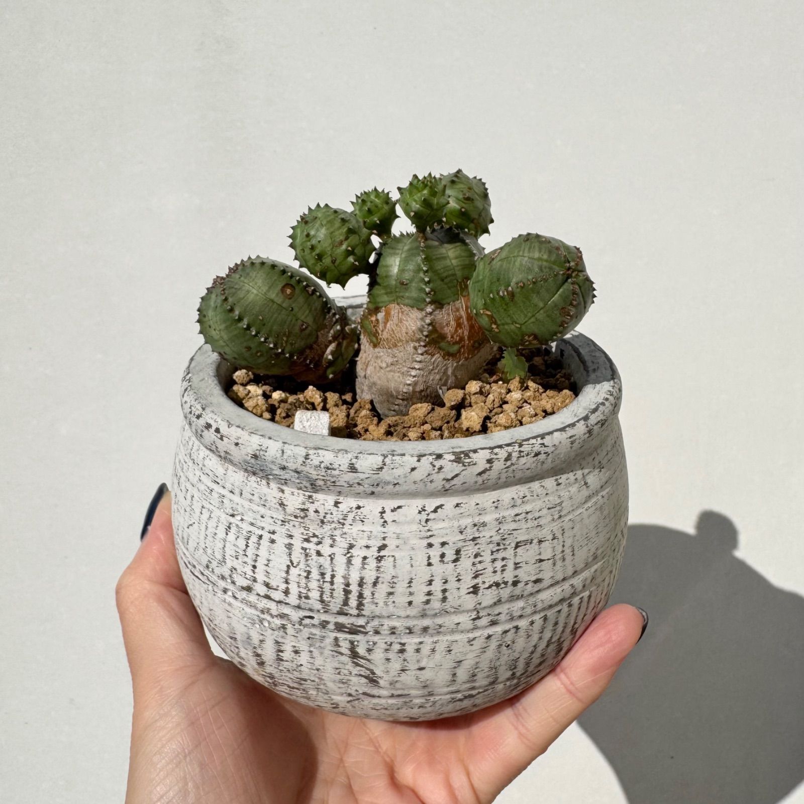 ユーフォルビア オベサブロウ ユーフォルビア：オベサブロウ 3号鉢植え の通販 | 園芸ネット