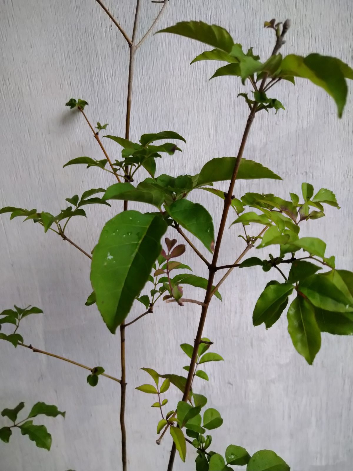 アオダモ株立ち㉔ アオダモ 株立 樹高1.6m前後の通販|ホームセンター