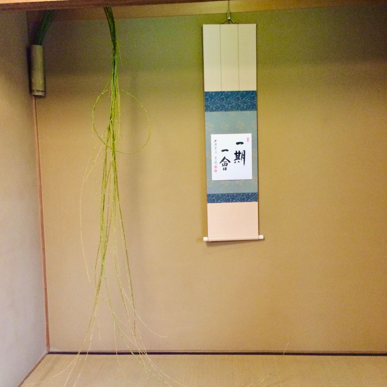 結び柳 3.0m 初釜用枝垂柳 順次発送 初釜 枝垂れ柳 垂れ柳 茶花 柳