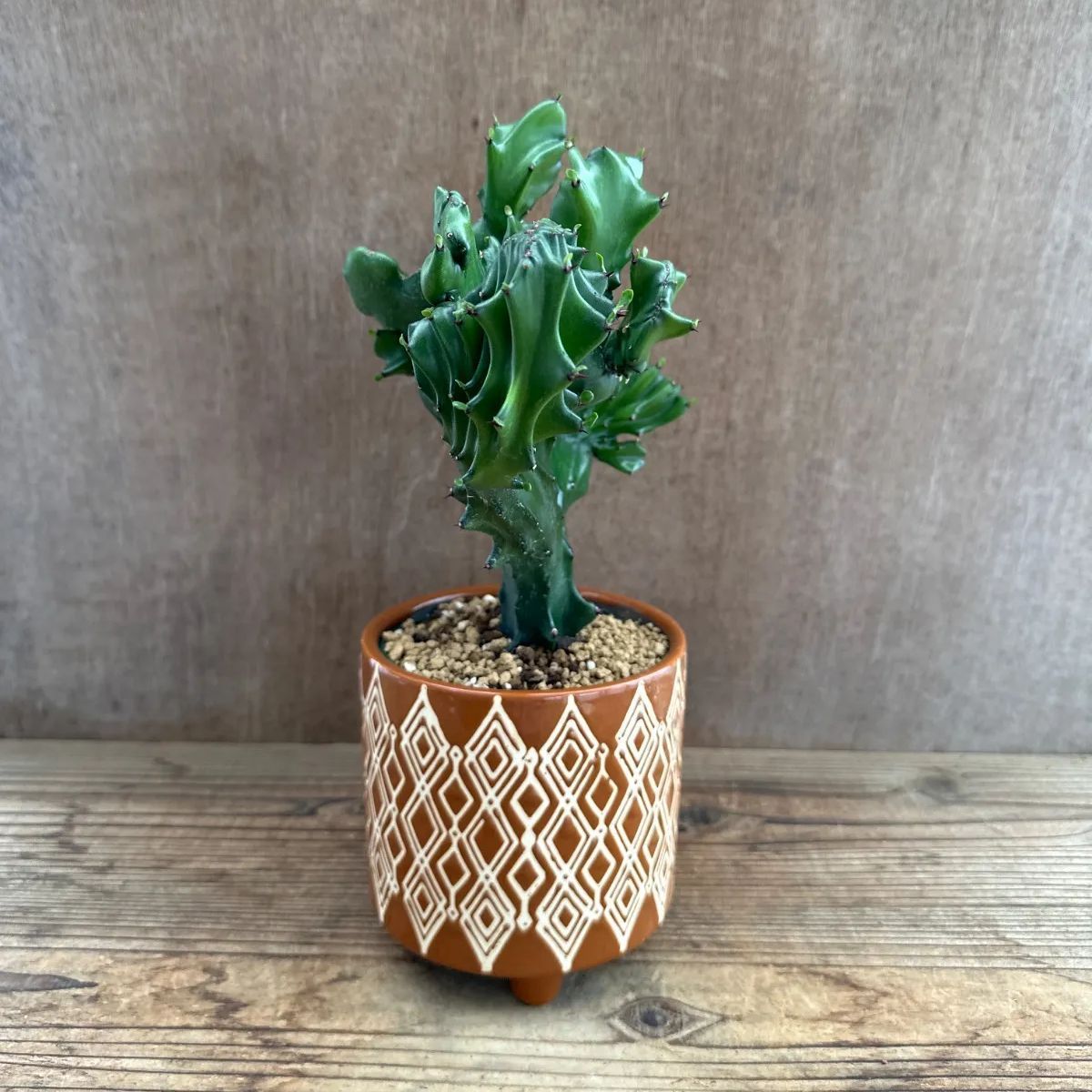 ユーフォルビア 陶器鉢 ユーフォルビア ラクテア 綴化 陶器鉢茶 Euphorbia lactea 観葉