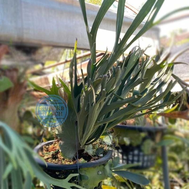 ビカクシダ アッキPlatycerium akki 子株