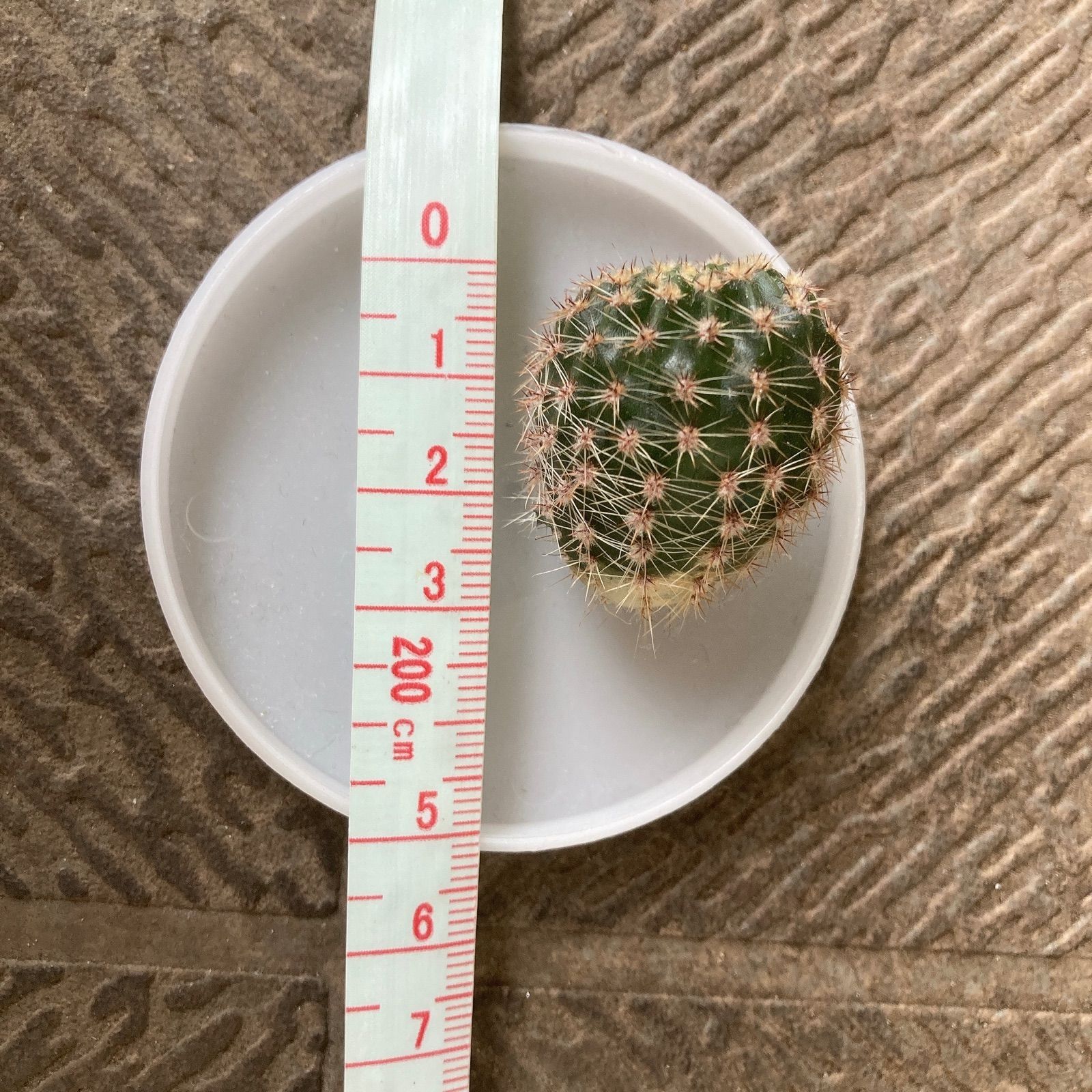 サボテン短毛丸　群生　子株付き　 鉢ごと発送 サボテン短毛丸 子株付き 鉢ごと発送