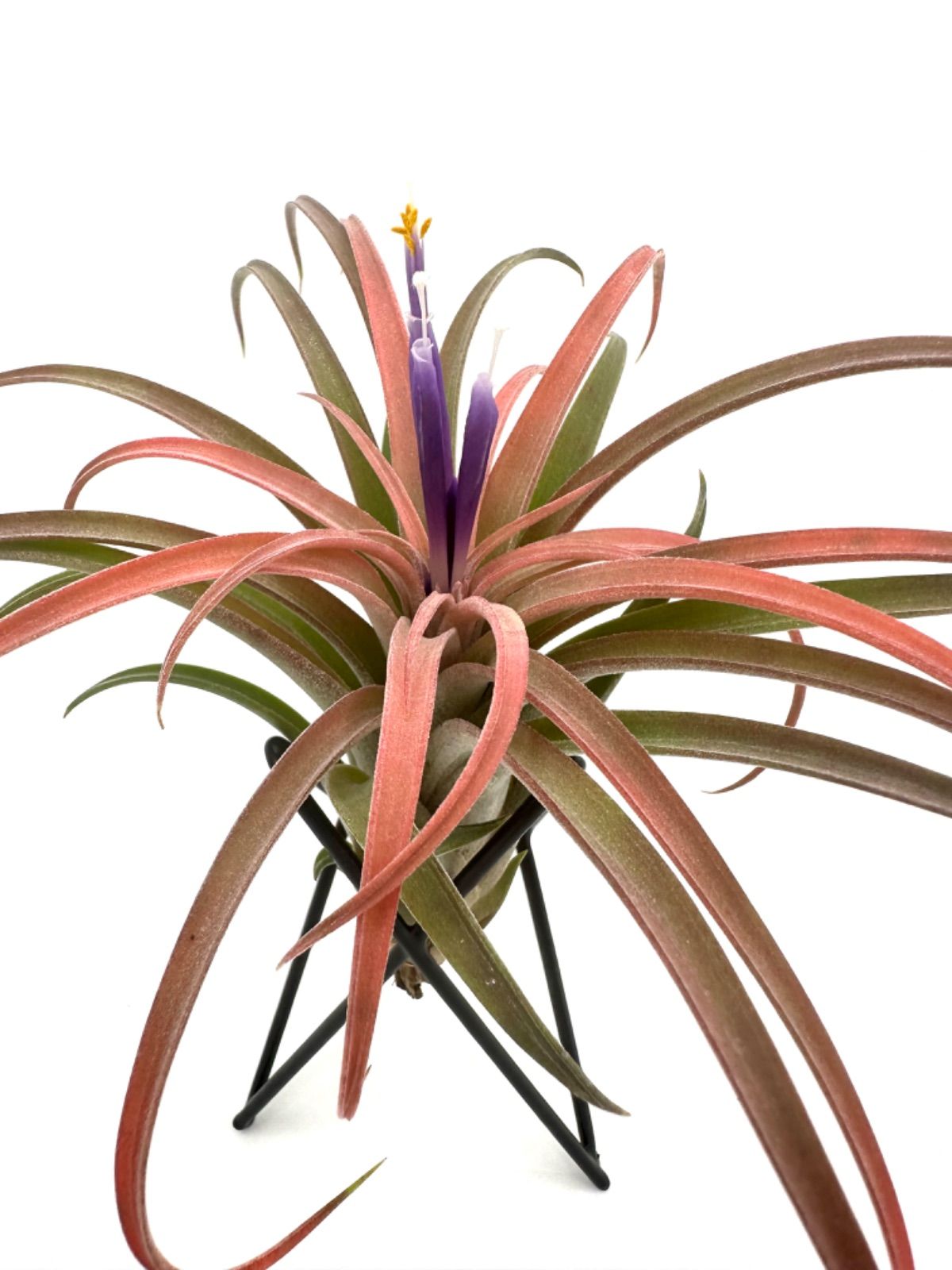 ブロメリア・エアープランツ Tillandsia 'Domingo's Cutie' from JD