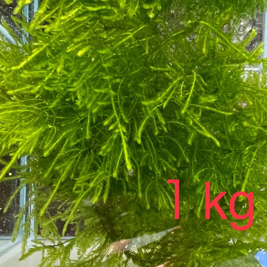 南米ウィローモス1kg まとめ買い大歓迎！ 【公式通販】