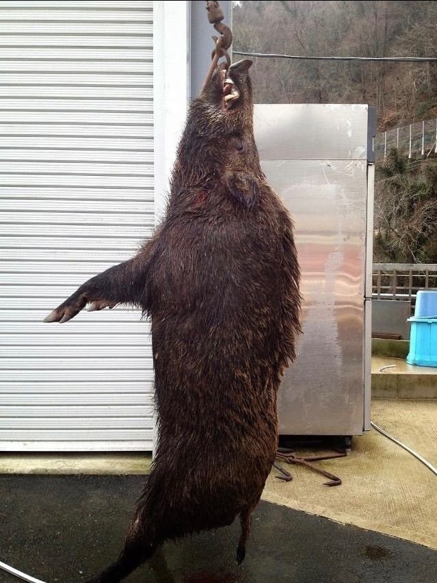 ボタン ジビエ