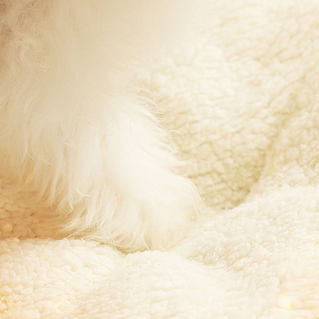 犬ハウス