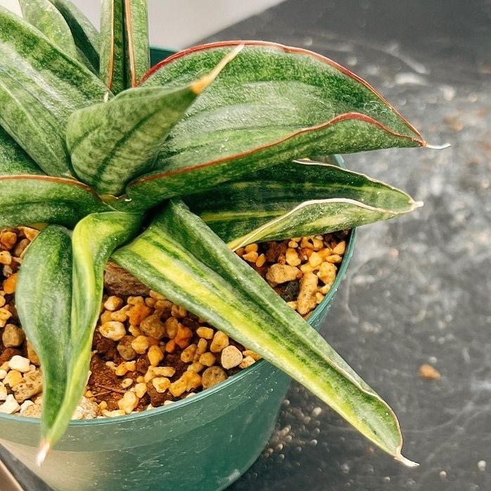 サンスベリア　オウブリティアナ斑入り サンスベリア オウブリティアナ斑入り サンスベリア オウブリティアナ