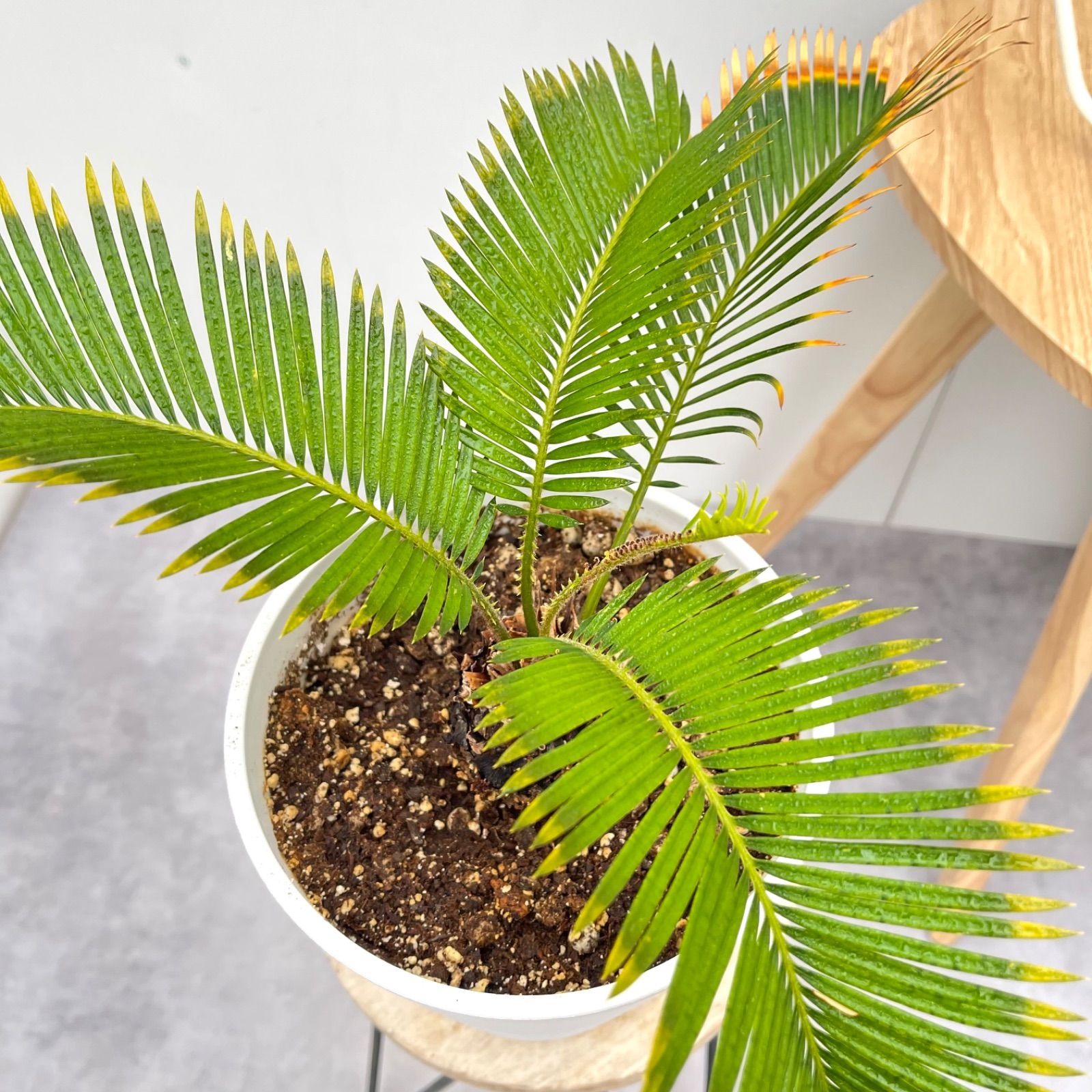 蘇鉄　金環蘇鉄　13【現品】☆希少☆ 観葉植物　ドライガーデン 蘇鉄 金環蘇鉄 13【現品】☆希少☆ 観葉植物 ドライガーデン