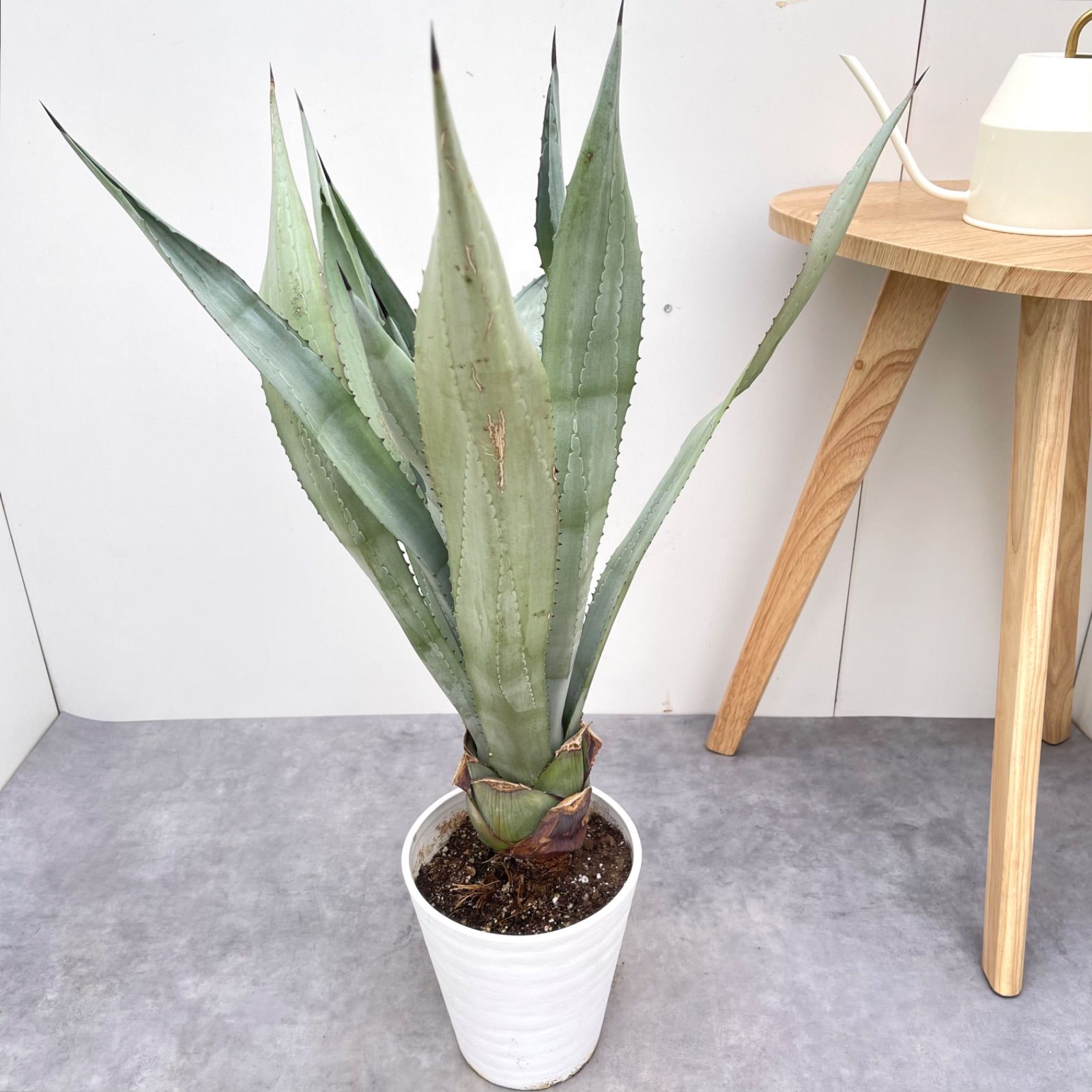 アガベ アメリカーナ【現品】観葉植物 ドライガーデン 大型 アガベ