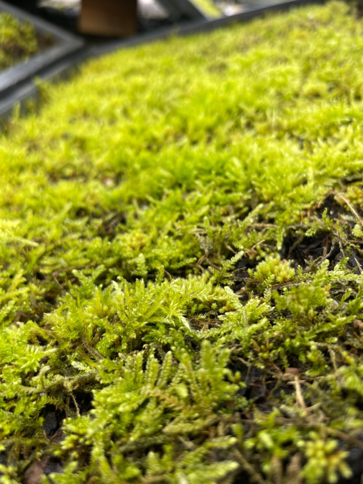 ［佐賀県産］ハイゴケ※2枚　苔庭　苔玉　テラリウム　枯山水　宅急便コンパクト