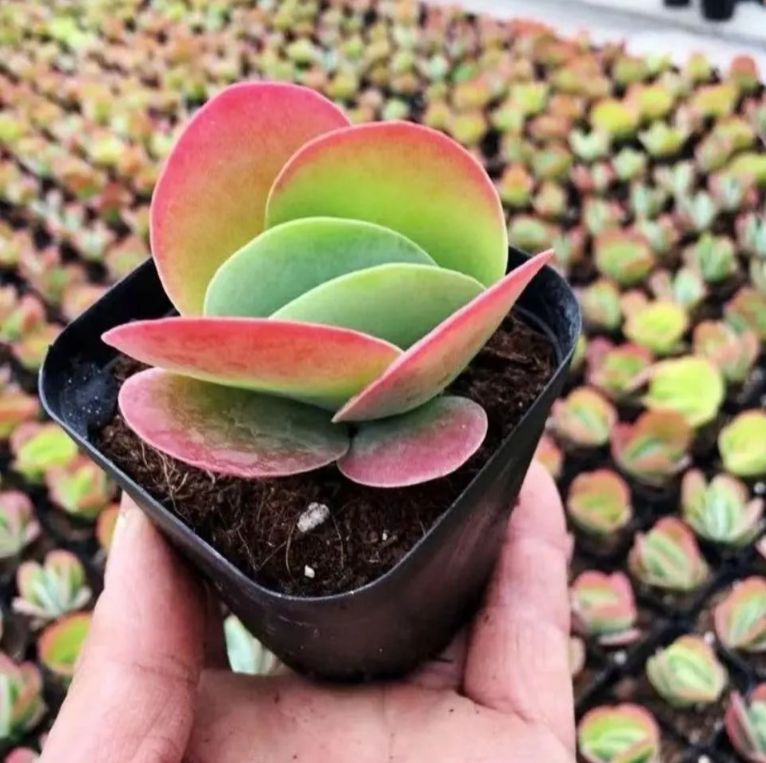 36株の抜き苗セット】赤マディバ 多肉植物 佐川急便発送 エケベリア 韓国苗