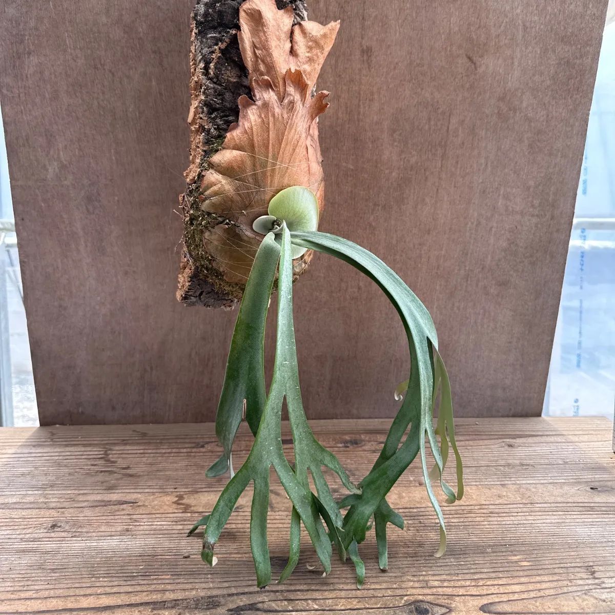 コウモリラン ウィリンキー コルク付 現品 Platycerium willinckii ビカクシダ 麋角羊歯 ナガバビカクシダ ウイリンキー コウモリラン 観葉植物 観葉 植物 ハンギング シダ植物 着生シダ グリーン アートプランツ