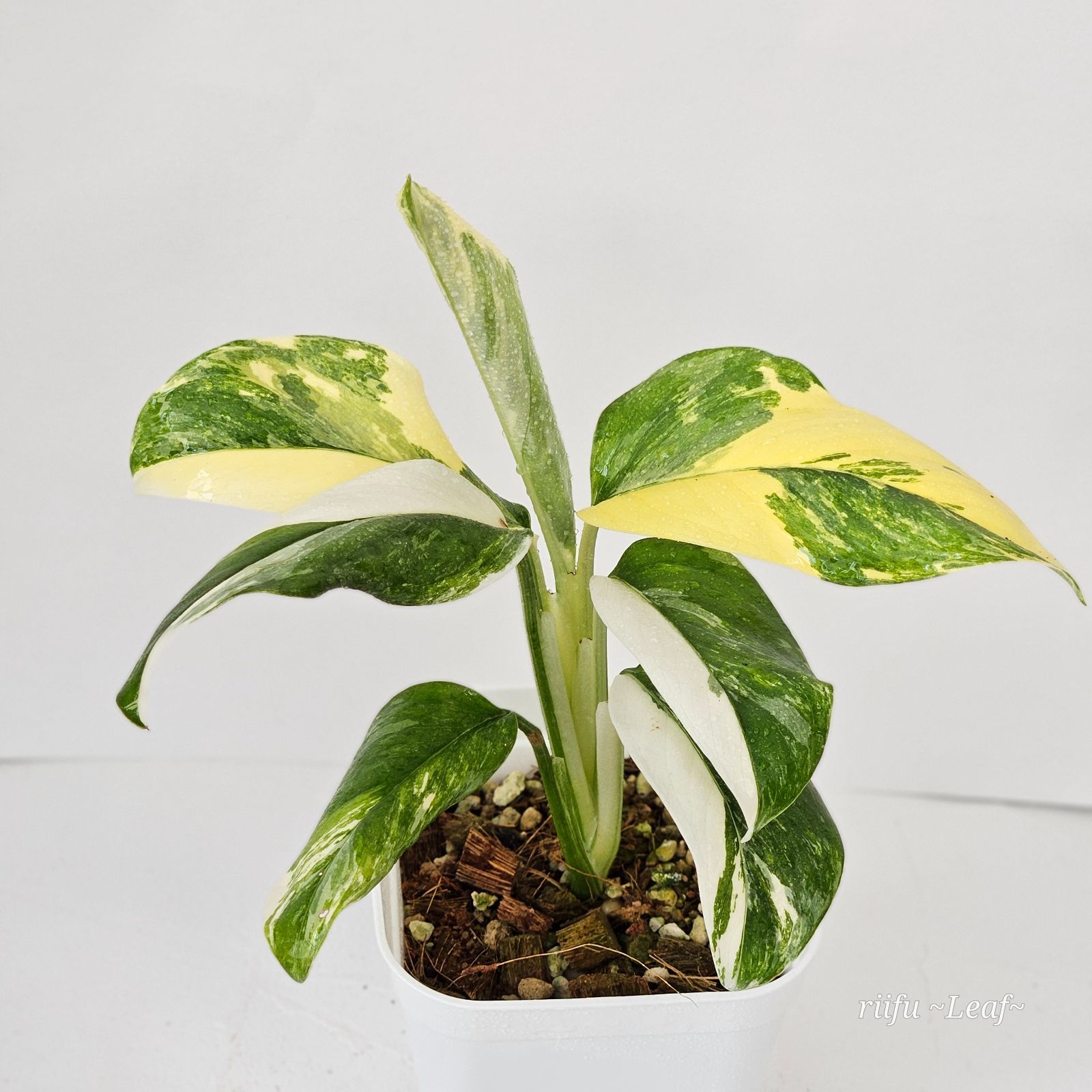 Monstera Lechleriana Variegated》モンステラ レクレリアナ 斑入り 美斑 観葉植物 - メルカリ