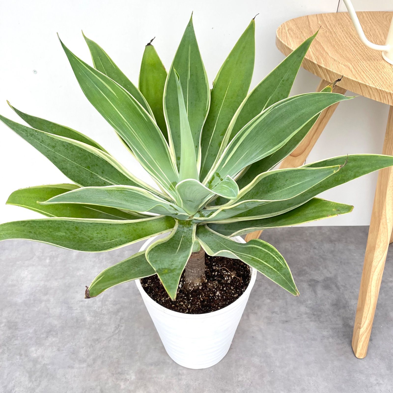 アガベ　アテナータ　斑入り アガベ アテナータ 斑入り 7号 - 植物と暮らす m-plant