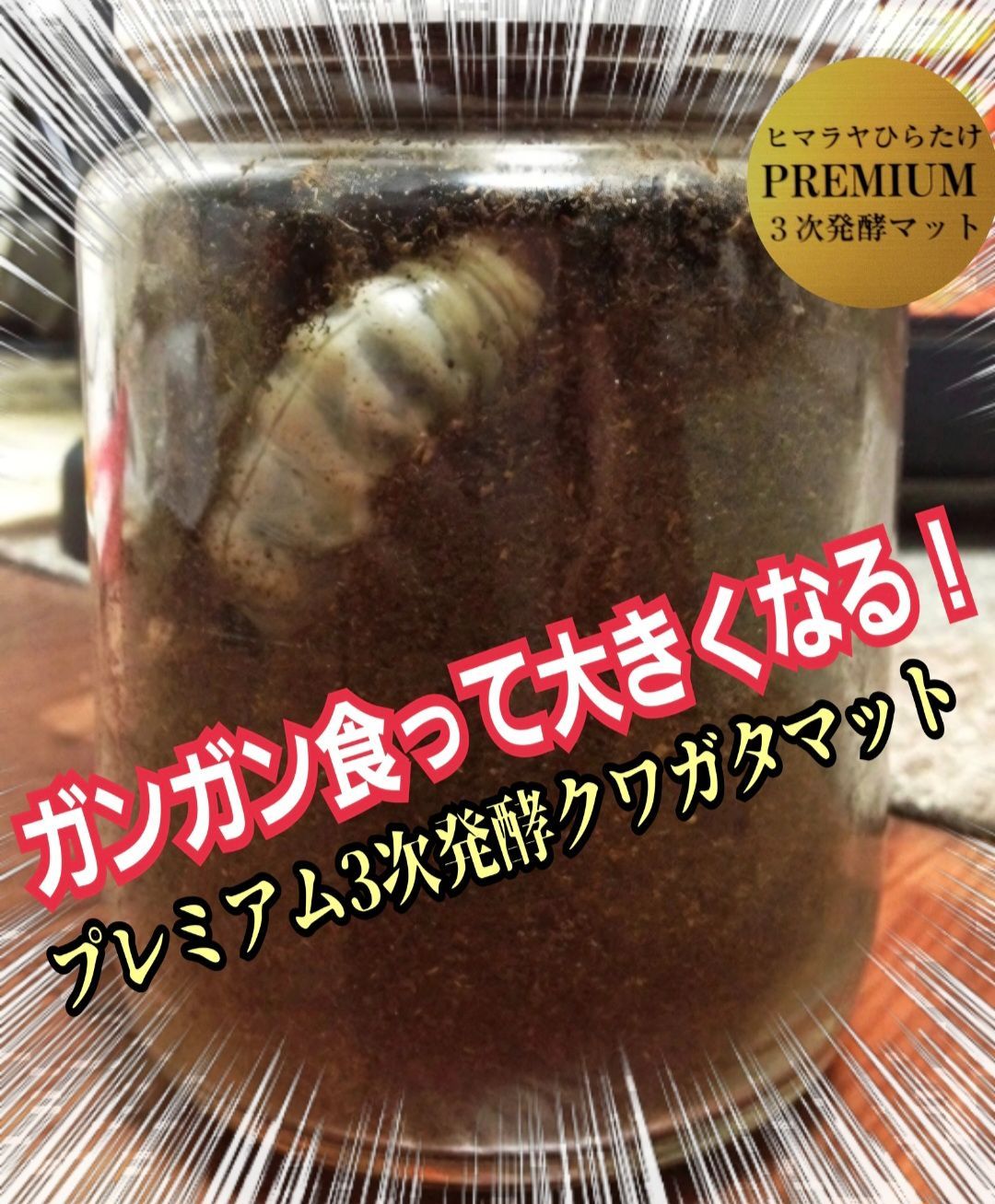 特大サイズ1500mlクリアボトル入り プレミアム3次発酵マット【2