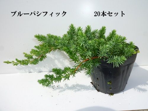 20本セット ブルーパシフィック長さ30cm前後15cmポット