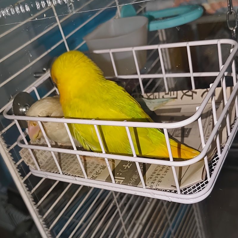 鳥用品|ユニークな猫のデザイン|耐久性のある鳥のケージ 鳥のケージアクセサリー