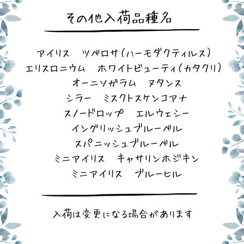 入荷予定 フリチラリア ムスカリ 他 球根一覧 STEELWINDOWSANDDOORS_COM