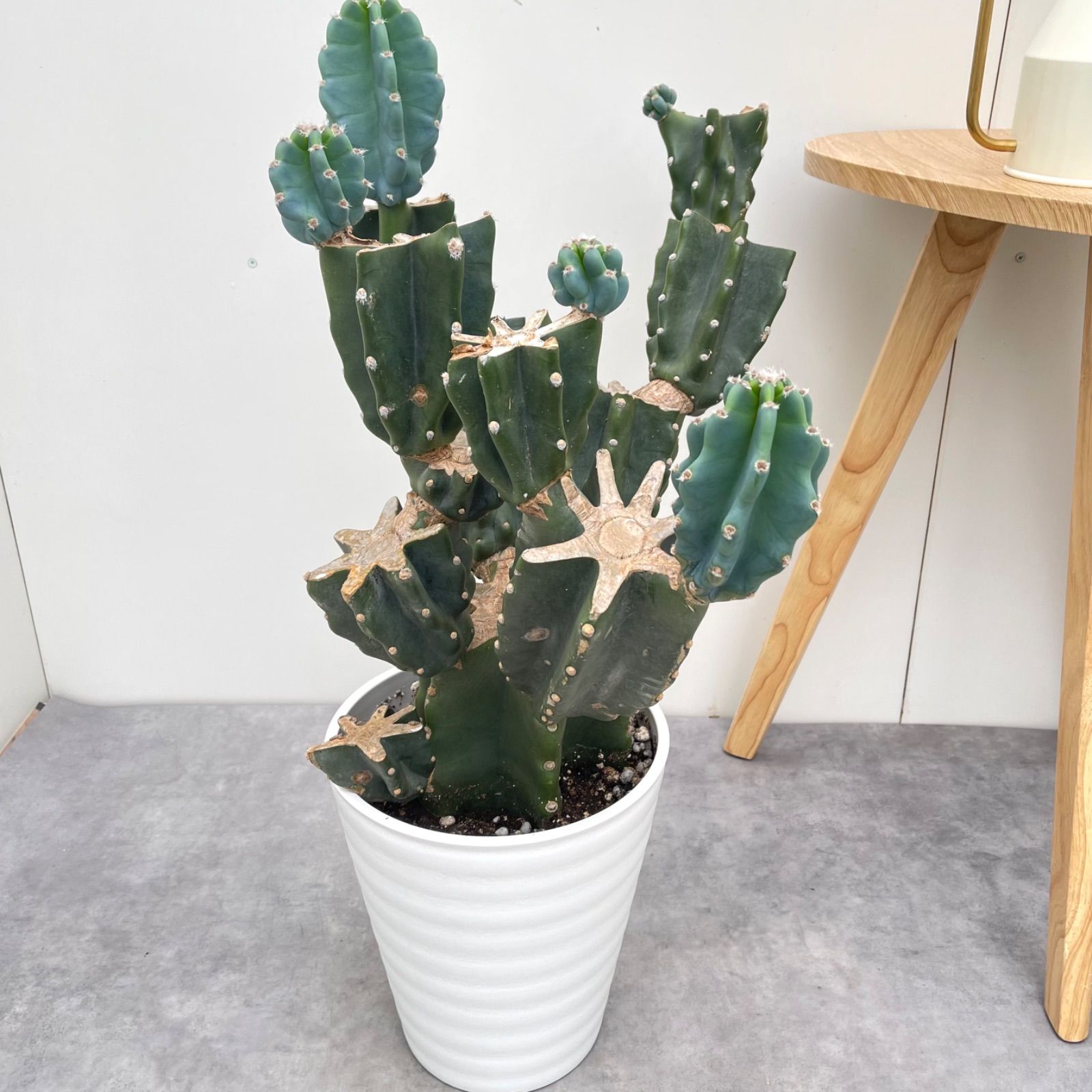 柱サボテン ブランチ 29【現品】観葉植物 室内 小売業者 ドライ