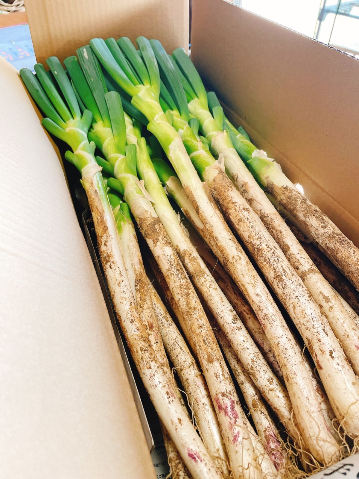 太っちゃん屋の極うま長ねぎ　土付き15kg 太っちゃん屋の極うま長ねぎ 土付き15kg