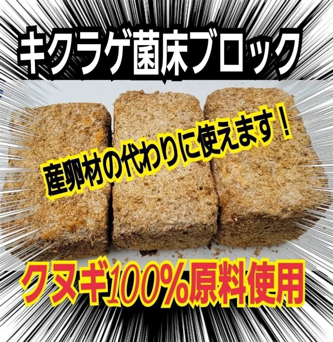 カブトムシ幼虫の栄養強化に抜群！キクラゲ菌床ブロック【3個】マットに埋め込むだけで幼虫が潜り込みモリモリ食べます！ クワガタ産卵床にも！クヌギ100％原料  - メルカリ