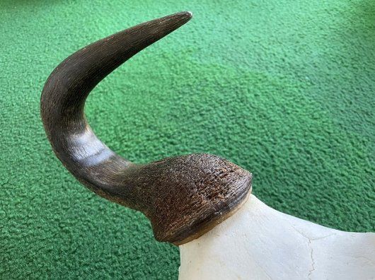 オグロヌー スカルホーン ※捕獲データ付 【公式通販】