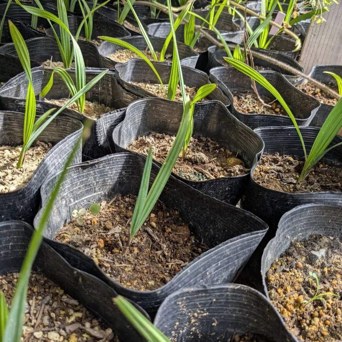 ミキナシサバル