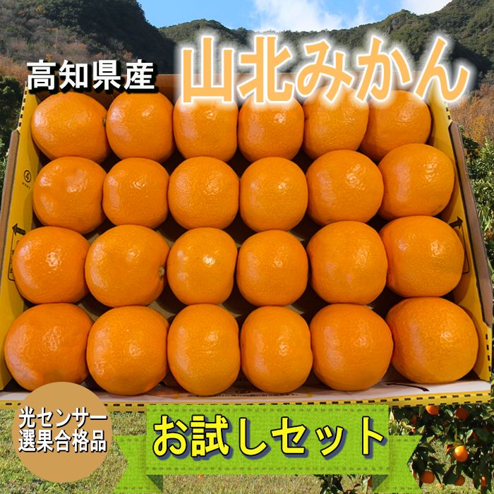 高知県産】山北みかん【お試しセット】 - メルカリ