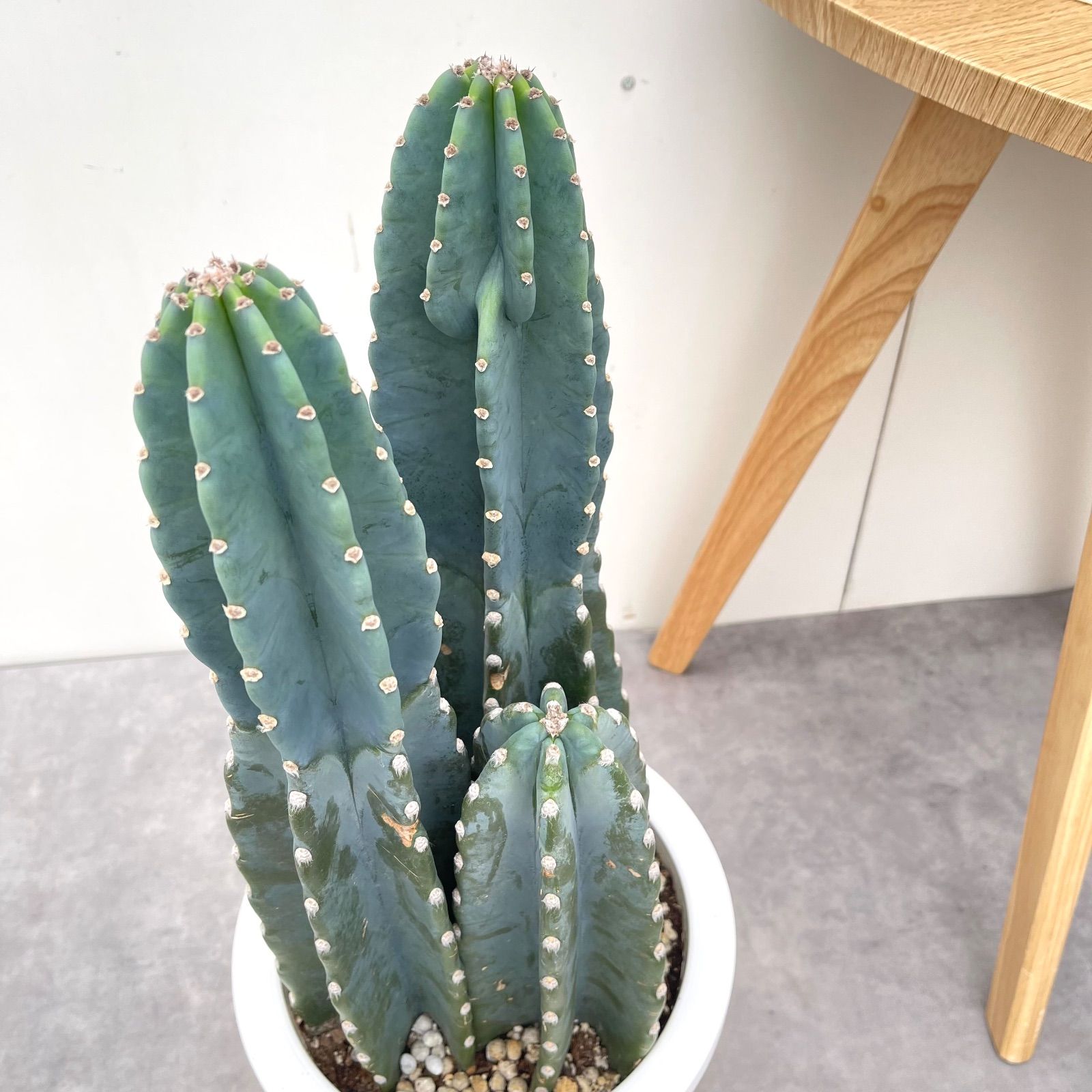 トリコケレウス 種子45種類 10粒ずつセット トリコケレウス 種子45種類