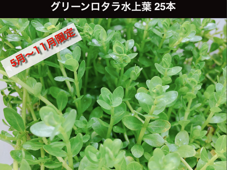 グリーンロタラ水上葉25本程度