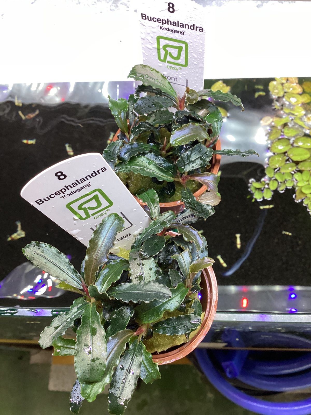 ブセファランドラ　クダガン　2個 トロピカ 専用 クダガン2ポット ブセファランドラ クダガン 2個 トロピカ 石付き