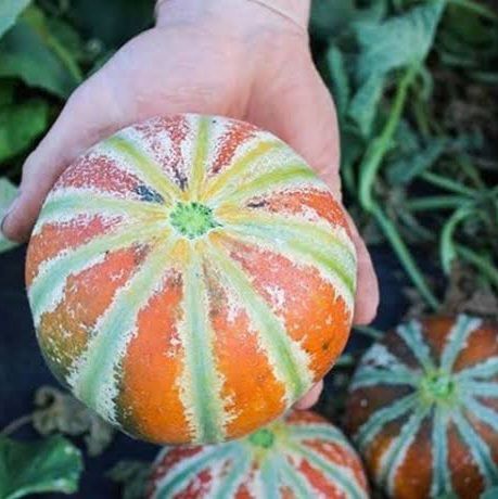 カジャリメロンの種(自然栽培) カジャリメロンの種(自然栽培) - メルカリ