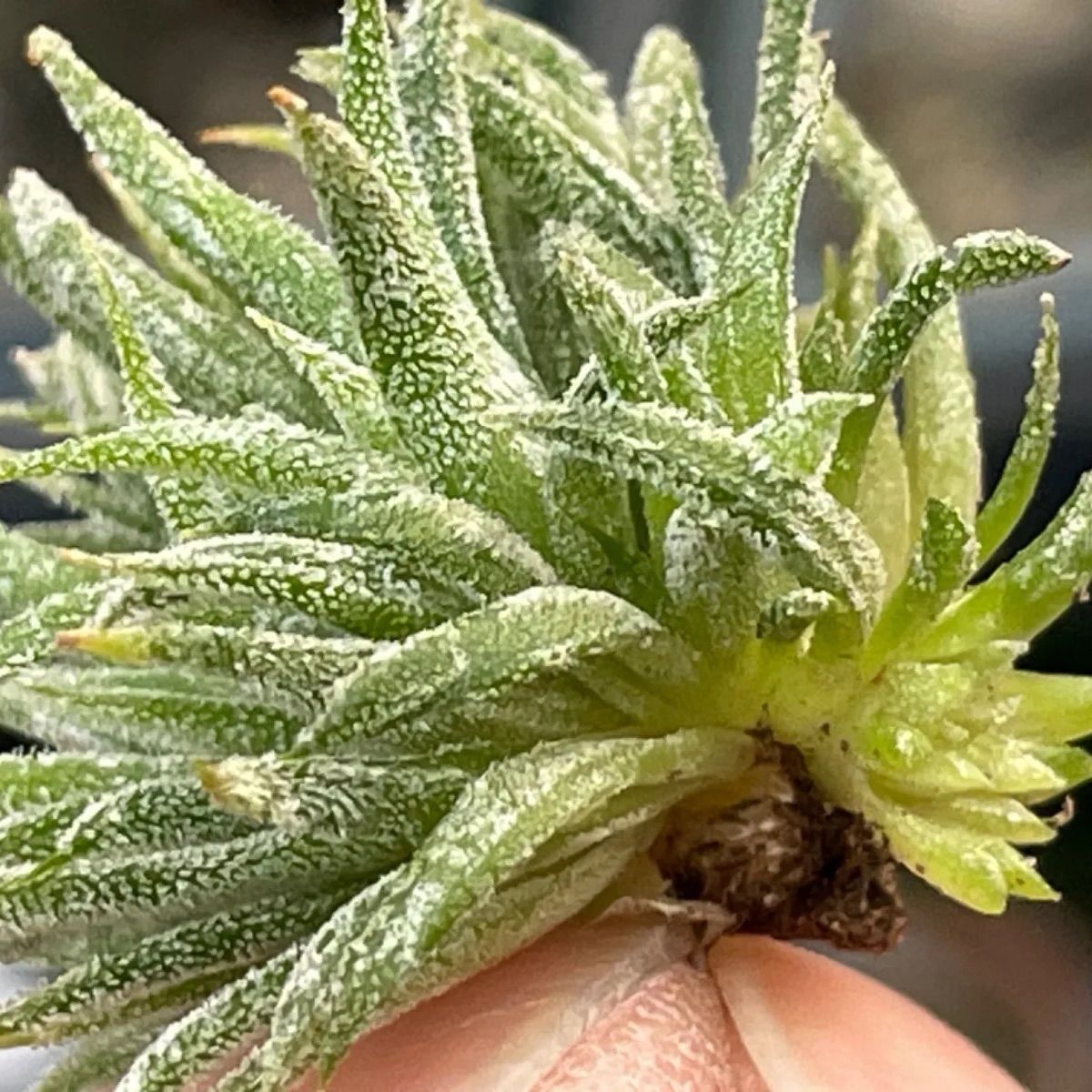 チランジア イオナンタ モンストローズ Tillandsia ionantha Monstrose