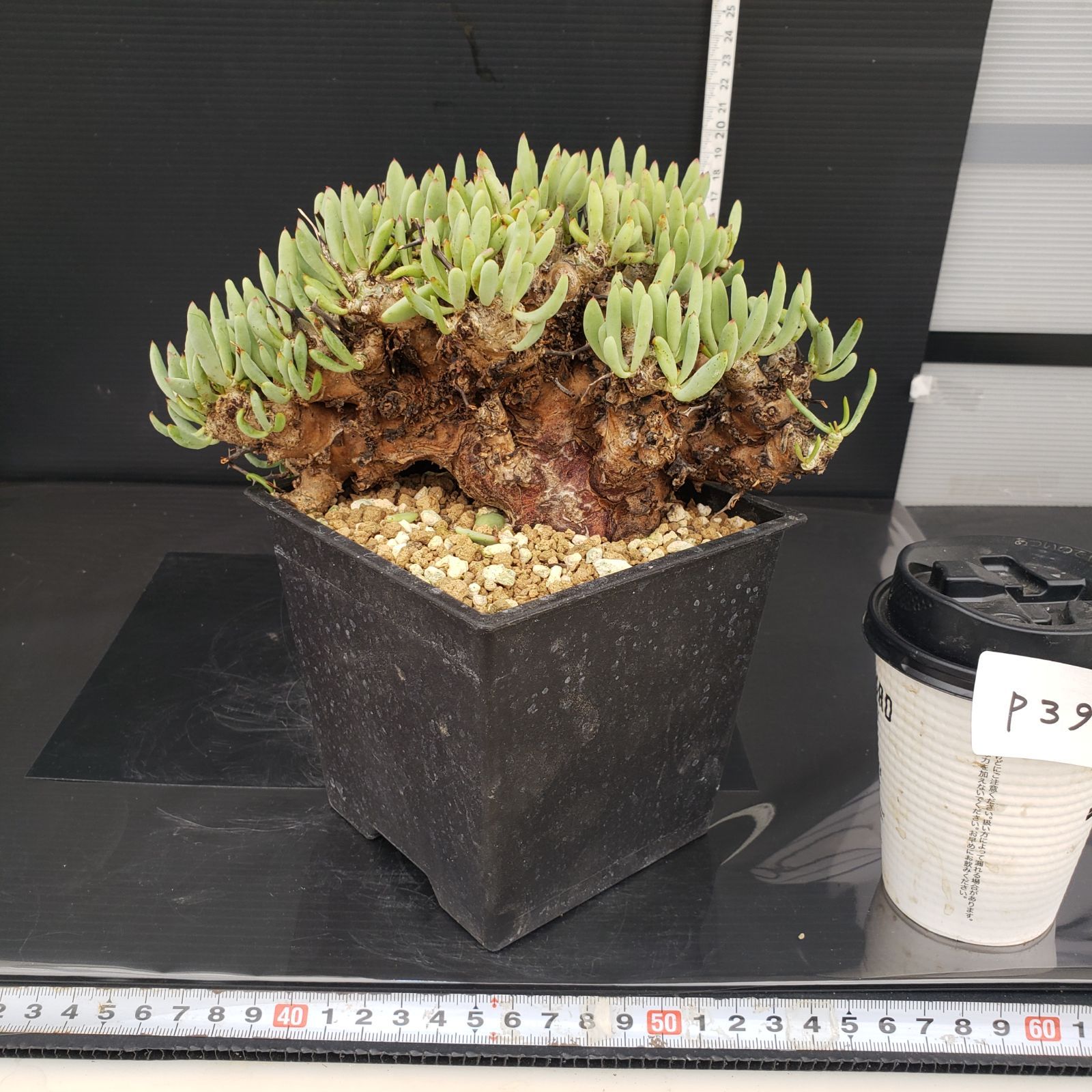 実生塊根！　万物想　チレコドン　多肉植物　塊根植物　レティキュラータス チレコドン万物想の基本情報・育て方｜多肉植物・サボテン図鑑