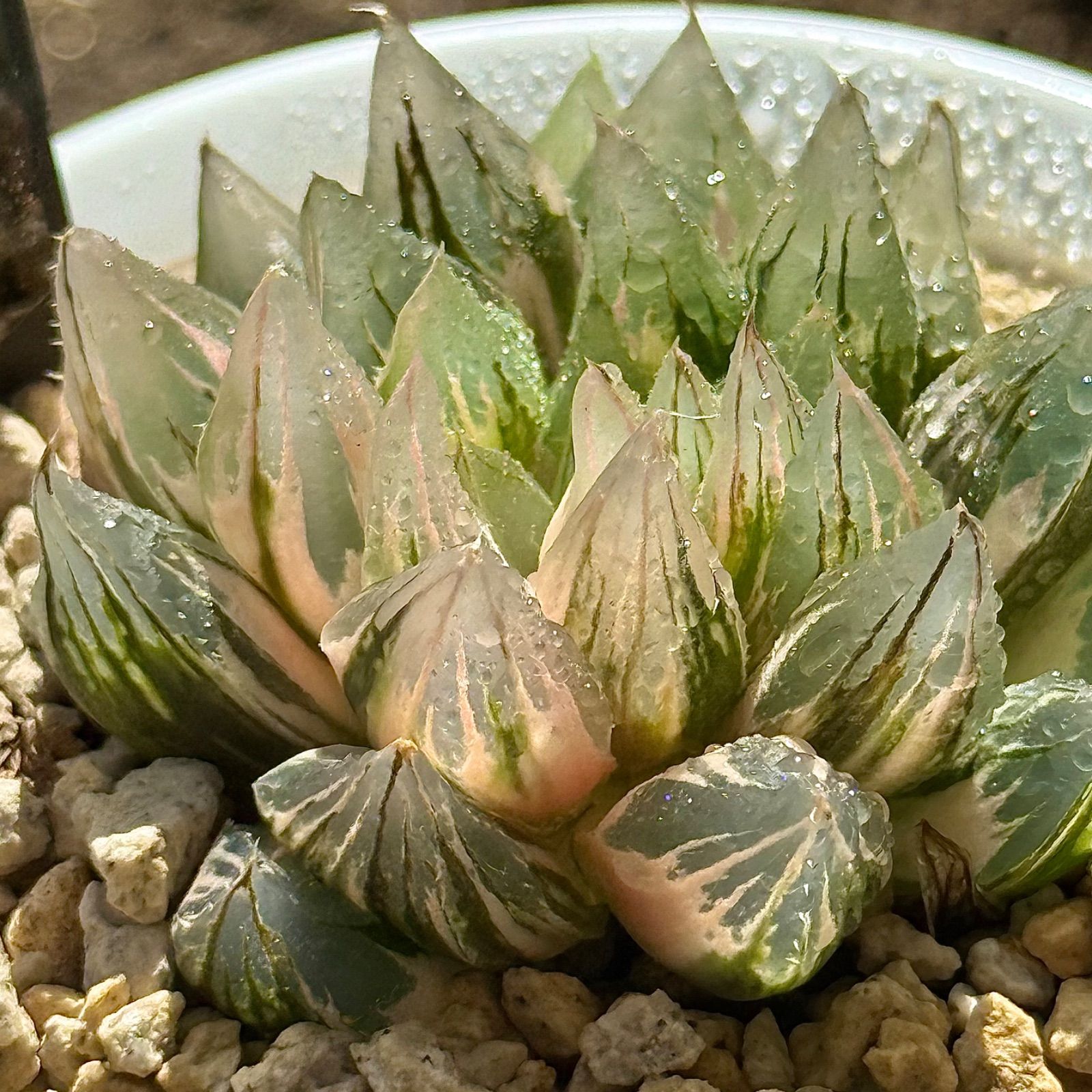 ブルーレイオブツーサH1872