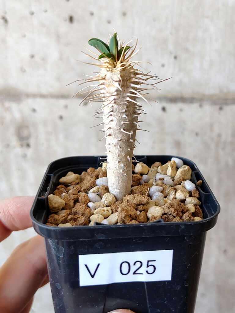 E447【最新到着】Pachypodium グラキリス（M）（現地球・抜き苗