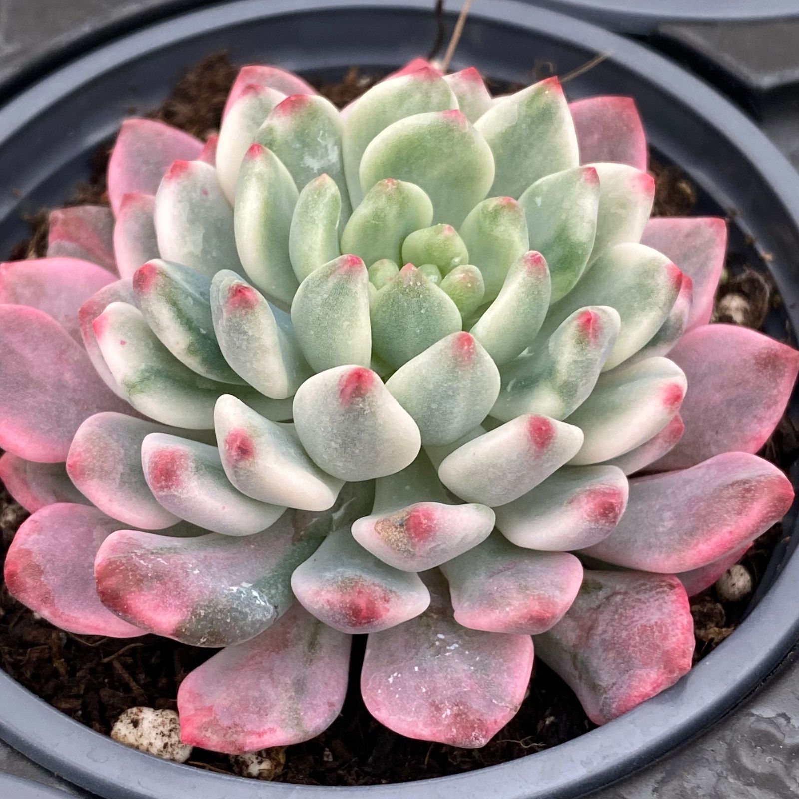 18鉢の抜き苗セット】青リンゴ錦 多肉植物 ヤマト宅急便発送