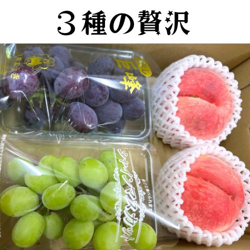 シロ葡萄様 ２点 まとめ商品 スイートフェイバーズ。アメリカIFG社が育種したぶどうで、正式