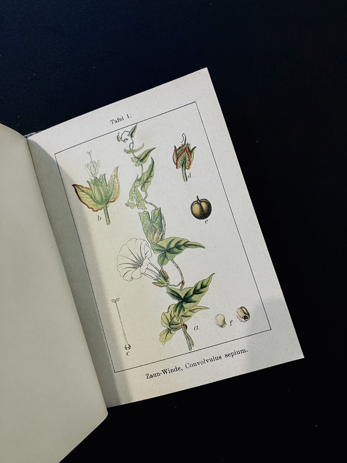 1901年]ドイツの古い植物図鑑(Flora von Deutschland 5)/アンティーク