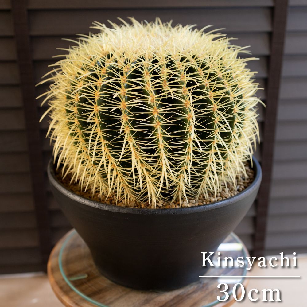 発根済 30cm 金鯱 サボテン 特大 10号 多肉植物 ドライガーデン キンシャチ 金シャチ 陶器鉢 0523BK-C