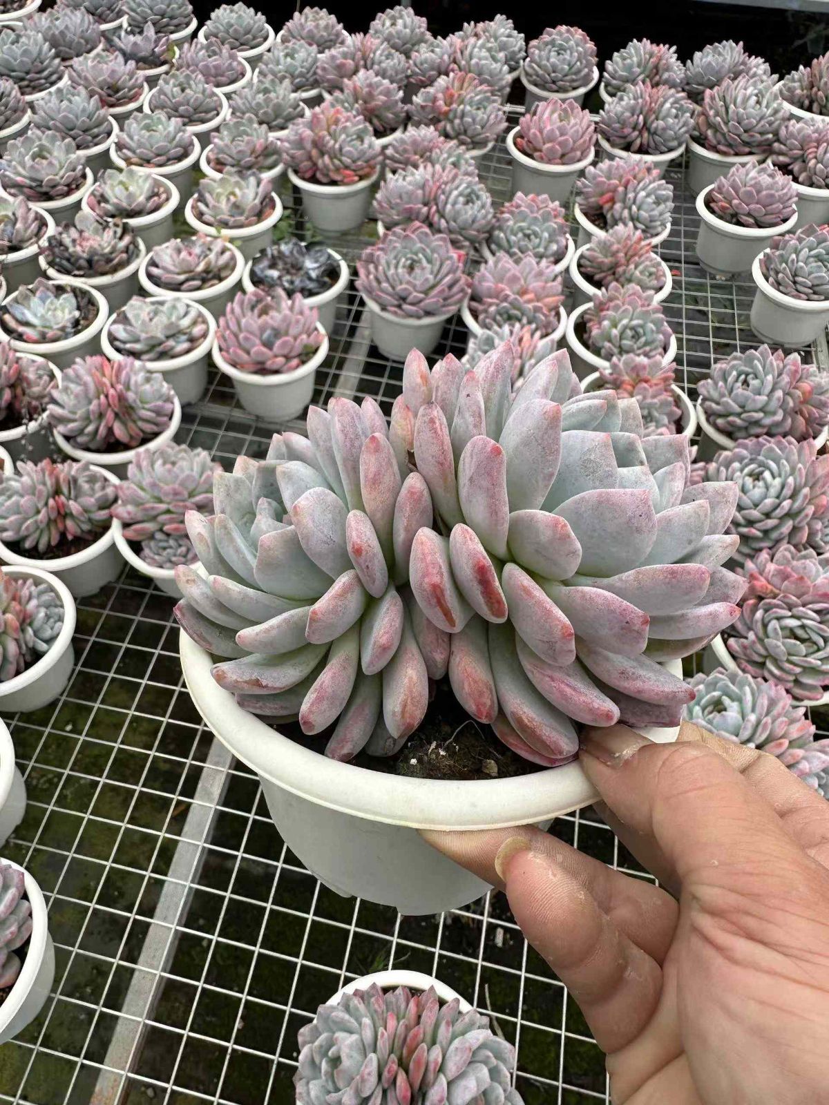 オレンジ 抜き苗