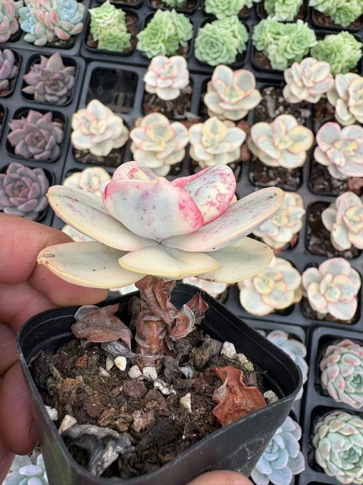 新入荷 50株の抜き苗セット ヒョウギョク 多肉植物 佐川急便発送