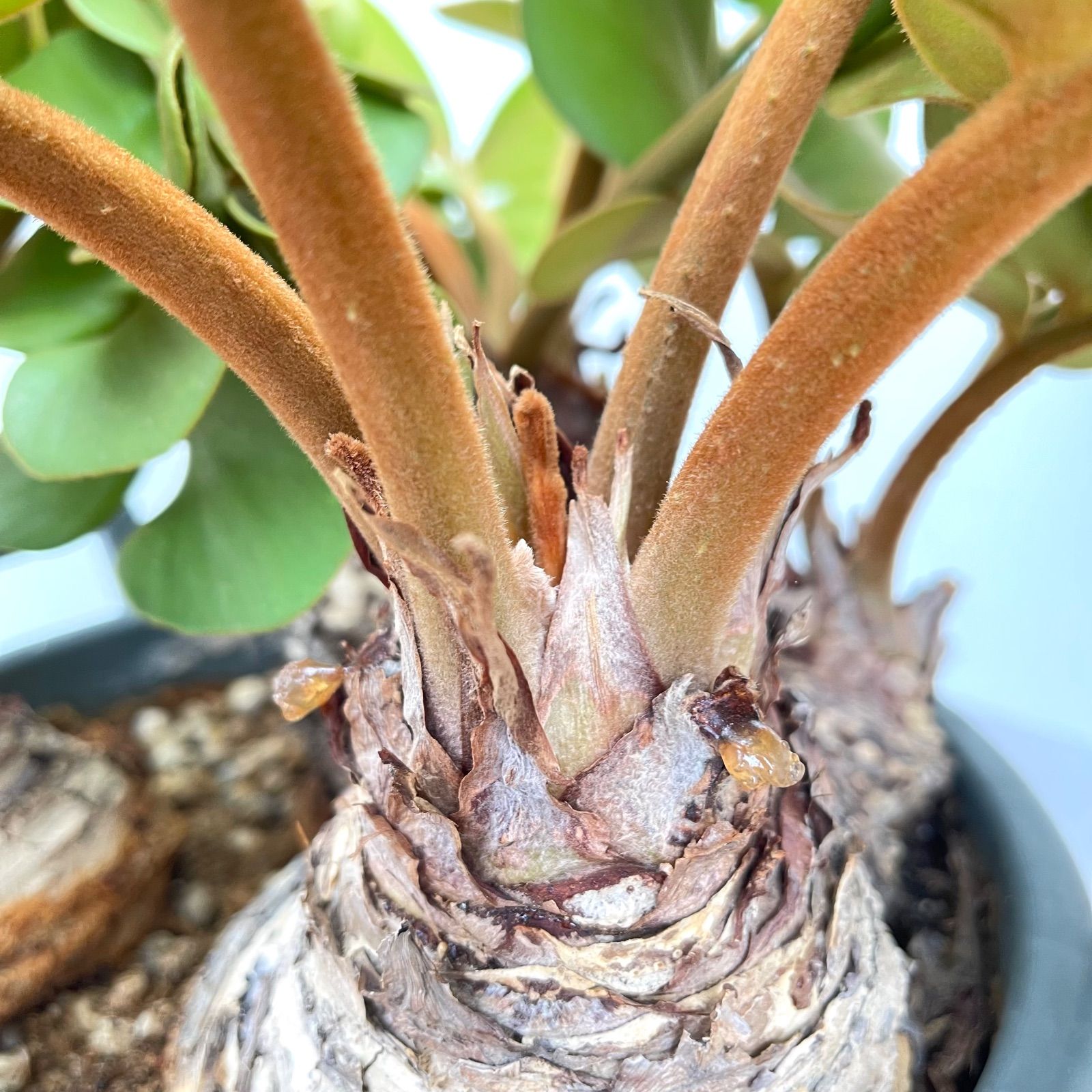 現品】ザミア・プミラ（メキシコソテツ） 多頭株 6号 黒鉢 （1