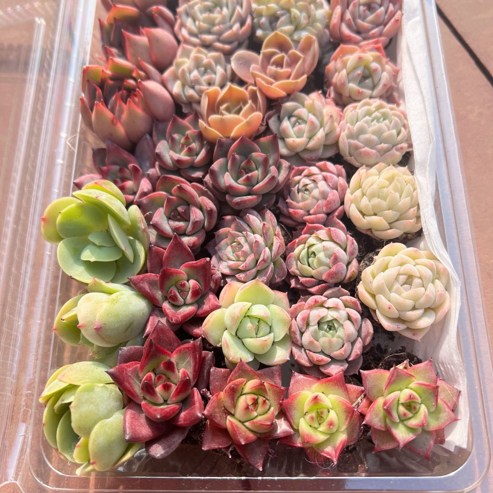 多肉植物 韓国苗 エケベリア MIX100苗セット 画像のセット ⑤韓国苗 多肉植物 エケベリア お得な詰め合わせセット 多肉植物